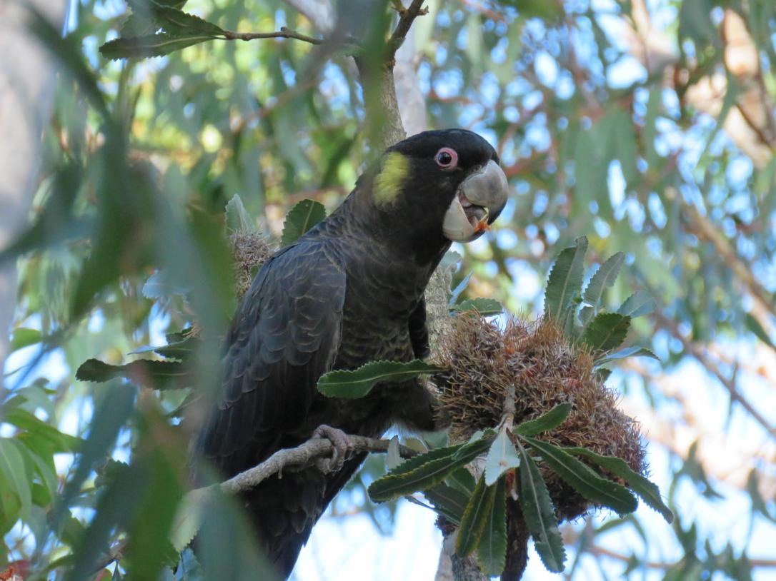 yellow tail black cockatoo