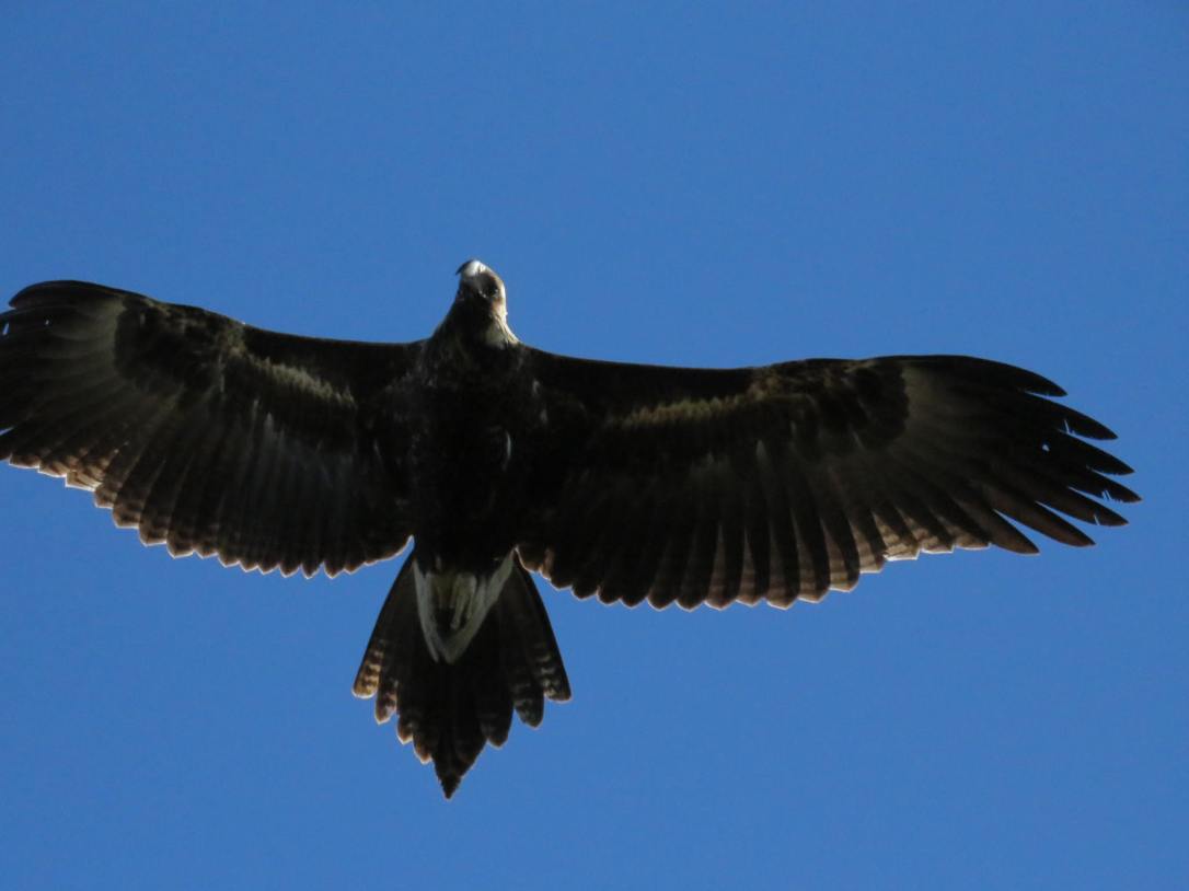 wedge tail eagle