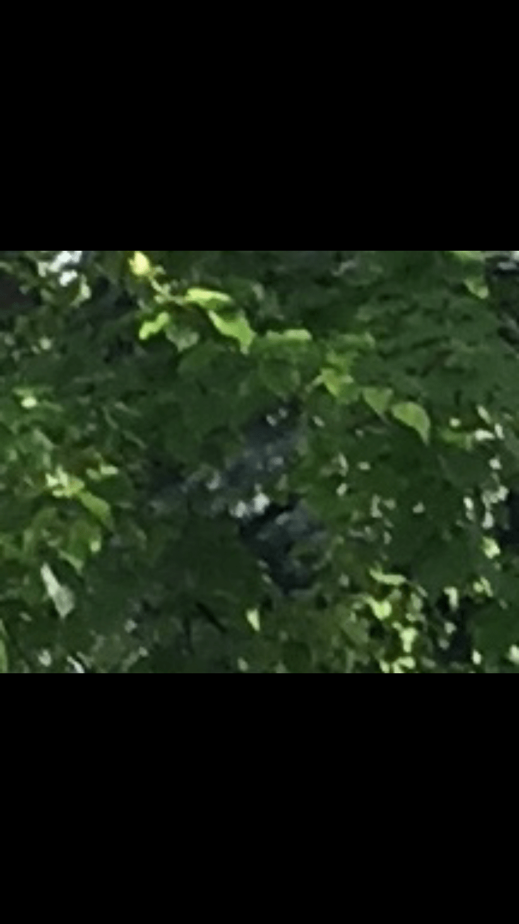 Betty Sasquatch face