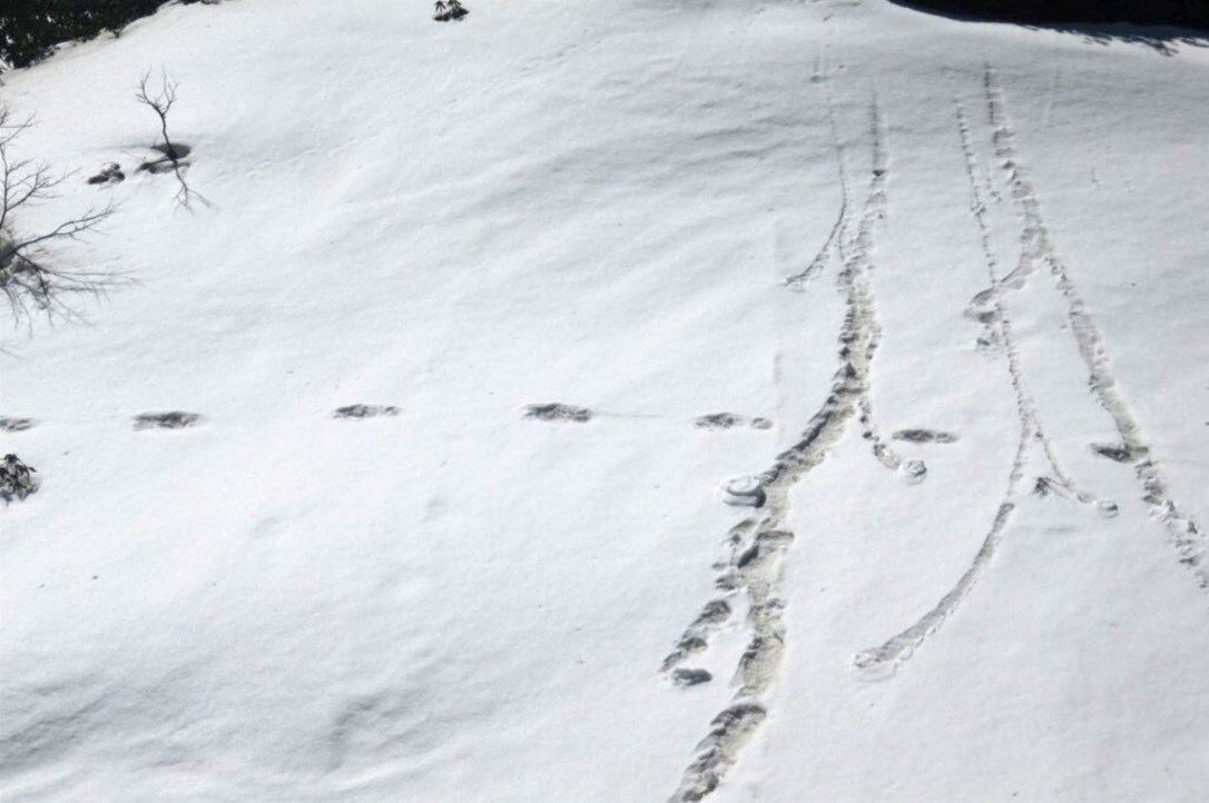 2019 April-yeti-footprints