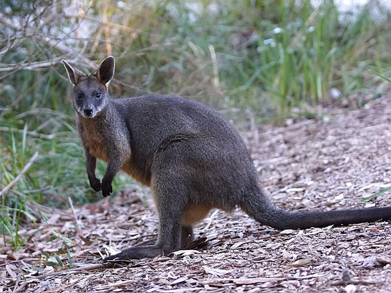 swamp_wallaby