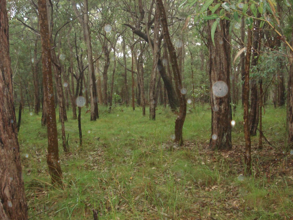 A lush Australian forest featuring tall eucalyptus trees and a grassy undergrowth, with numerous orbs of light visible among the trees, suggesting a mystical atmosphere.