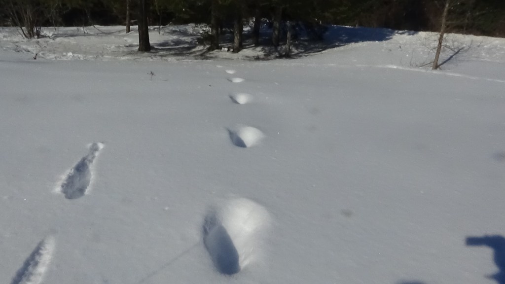Footprints in the snow leading through a winter landscape with trees in the background.