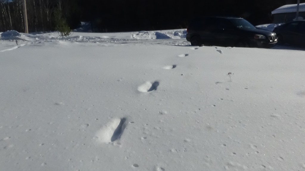 Footprints in fresh snow leading towards parked cars in a snowy landscape.