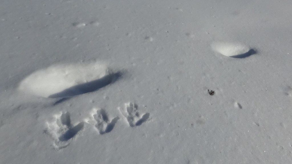 Footprints and tracks in fresh snow, showing various shapes and sizes.